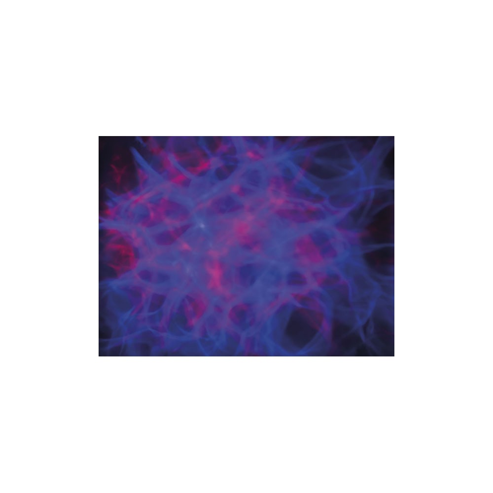 Showtec DreamWave